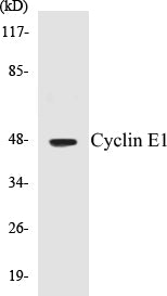 Cyclin E1 Colorimetric Cell-Based ELISA Kit