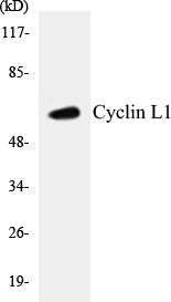Cyclin L1 Colorimetric Cell-Based ELISA Kit