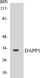 DAPP1 Colorimetric Cell-Based ELISA Kit