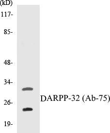 DARPP-32 (Ab-75) Colorimetric Cell-Based ELISA Kit