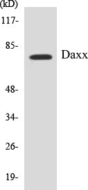 Daxx Colorimetric Cell-Based ELISA Kit