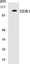 DDR1 Colorimetric Cell-Based ELISA Kit