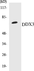 DDX3 Colorimetric Cell-Based ELISA Kit