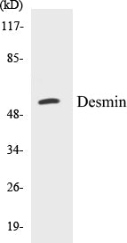 Desmin Colorimetric Cell-Based ELISA Kit