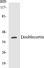 Doublecortin Colorimetric Cell-Based ELISA Kit