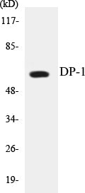 DP-1 Colorimetric Cell-Based ELISA Kit