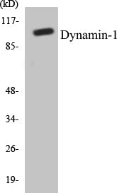 Dynamin-1 Colorimetric Cell-Based ELISA Kit
