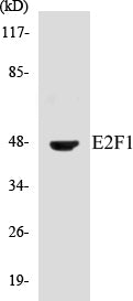 E2F1 Colorimetric Cell-Based ELISA Kit