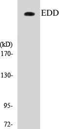 EDD Colorimetric Cell-Based ELISA Kit