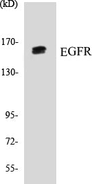 EGFR Colorimetric Cell-Based ELISA Kit