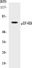 eIF4B Colorimetric Cell-Based ELISA Kit