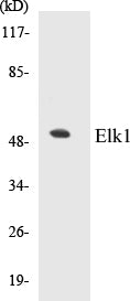 Elk1 Colorimetric Cell-Based ELISA Kit