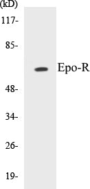 Epo-R Colorimetric Cell-Based ELISA Kit