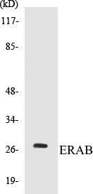 ERAB Colorimetric Cell-Based ELISA Kit