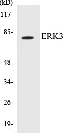 ERK3 Colorimetric Cell-Based ELISA Kit