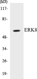 ERK8 Colorimetric Cell-Based ELISA Kit