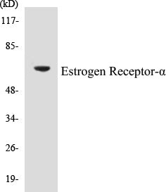 Estrogen Receptor-alpha Colorimetric Cell-Based ELISA Kit