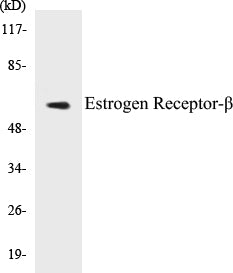 Estrogen Receptor-beta Colorimetric Cell-Based ELISA Kit
