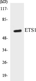 ETS1 Colorimetric Cell-Based ELISA Kit