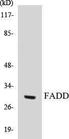 FADD Colorimetric Cell-Based ELISA Kit