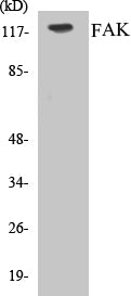 FAK Colorimetric Cell-Based ELISA Kit