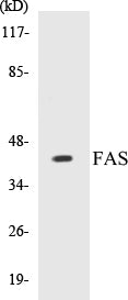 FAS Colorimetric Cell-Based ELISA Kit