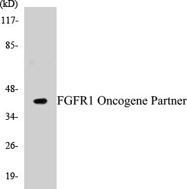 FGFR1 Oncogene Partner Colorimetric Cell-Based ELISA Kit