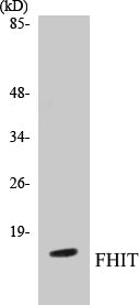 FHIT Colorimetric Cell-Based ELISA Kit
