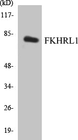 FKHRL1 Colorimetric Cell-Based ELISA Kit