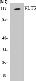 FLT3 Colorimetric Cell-Based ELISA Kit