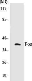 Fos Colorimetric Cell-Based ELISA Kit