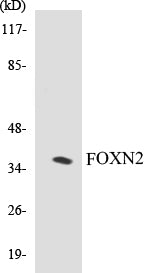 FOXN2 Colorimetric Cell-Based ELISA Kit