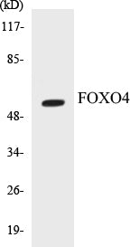 FOXO4 Colorimetric Cell-Based ELISA Kit