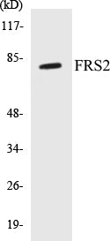 FRS2 Colorimetric Cell-Based ELISA Kit