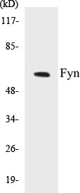 Fyn Colorimetric Cell-Based ELISA Kit