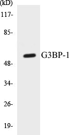 G3BP-1 Colorimetric Cell-Based ELISA Kit