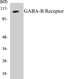 GABA-B Receptor Colorimetric Cell-Based ELISA Kit