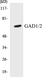 GAD1/2 Colorimetric Cell-Based ELISA Kit