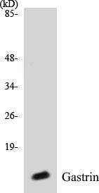 Gastrin Colorimetric Cell-Based ELISA Kit