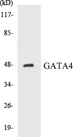 GATA4 Colorimetric Cell-Based ELISA Kit