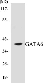 GATA6 Colorimetric Cell-Based ELISA Kit