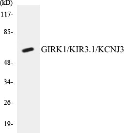 GIRK1/KIR3.1/KCNJ3 Colorimetric Cell-Based ELISA Kit