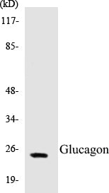 Glucagon Colorimetric Cell-Based ELISA Kit