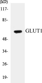 GLUT1 Colorimetric Cell-Based ELISA Kit