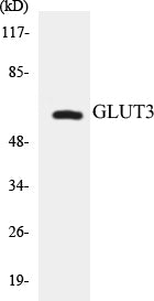 GLUT3 Colorimetric Cell-Based ELISA Kit