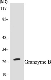 Granzyme B Colorimetric Cell-Based ELISA Kit
