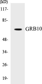 GRB10 Colorimetric Cell-Based ELISA Kit