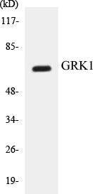 GRK1 Colorimetric Cell-Based ELISA Kit