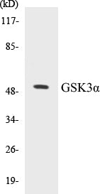 GSK3alpha Colorimetric Cell-Based ELISA Kit