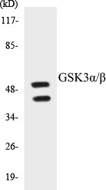 GSK3alpha/beta Colorimetric Cell-Based ELISA Kit